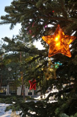 Etoile et sapins de noël