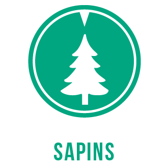 Sapins de noël